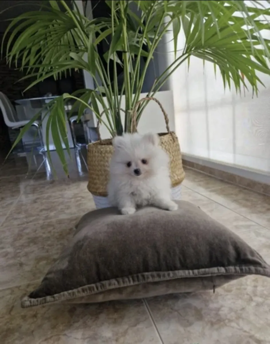 lulu de Pomerania