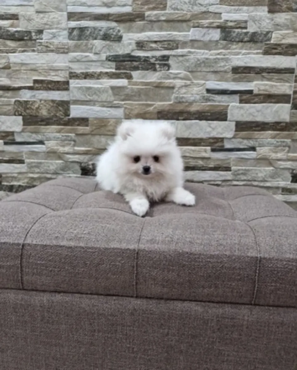 lulu de Pomerania