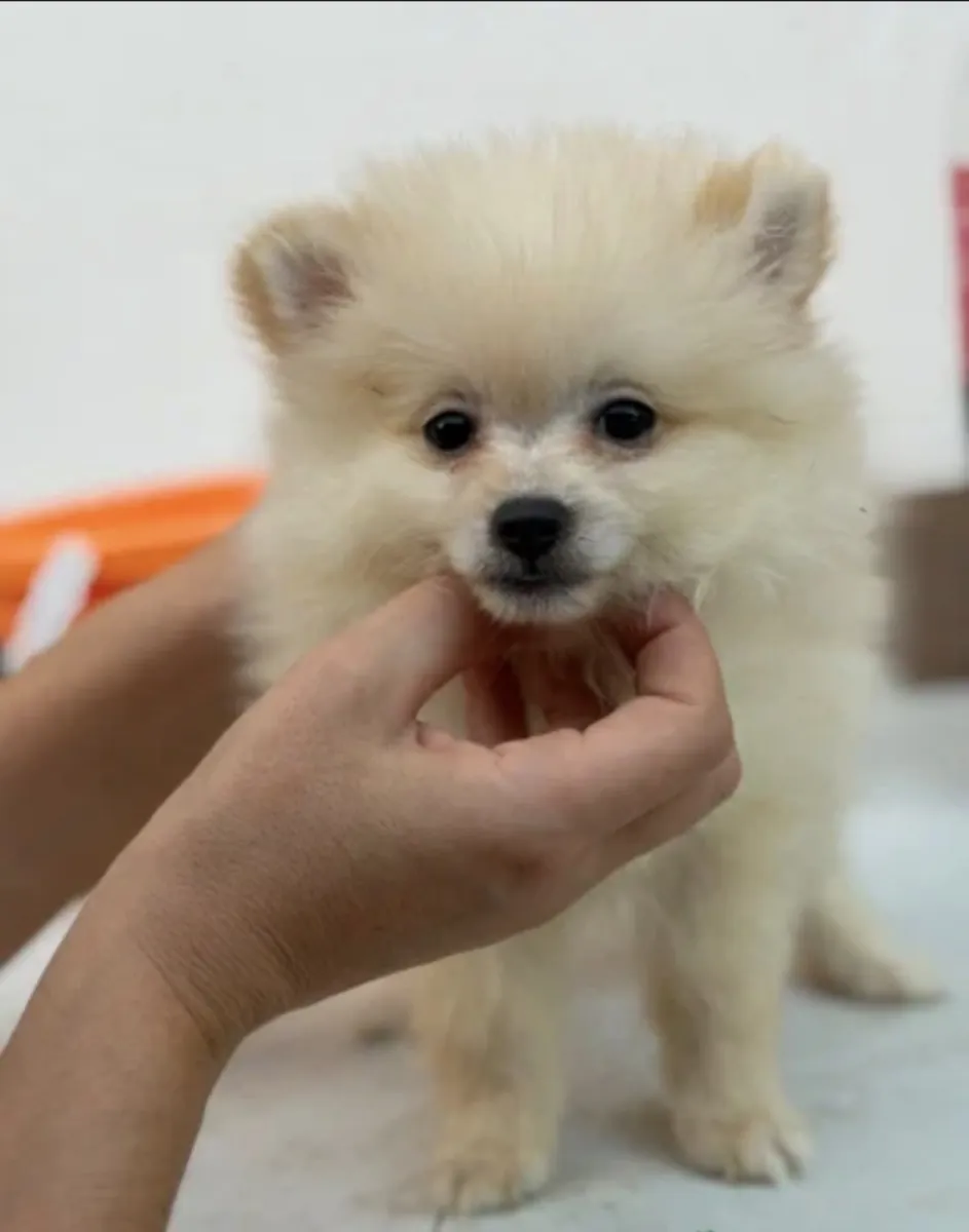Hembra pomerania 🐻