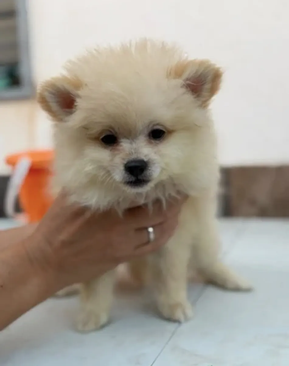 Hembra pomerania 🐻