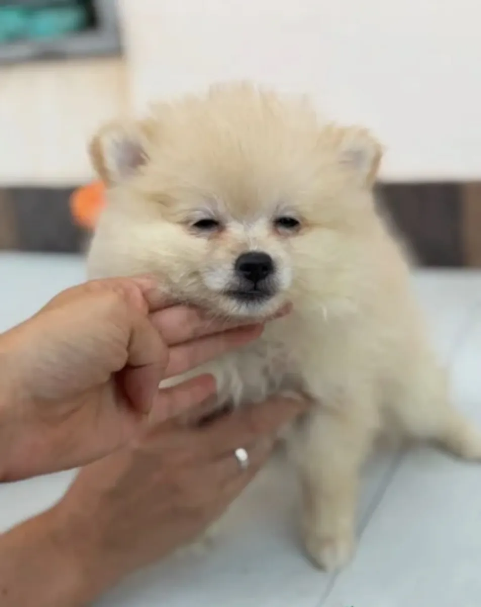 Hembra pomerania 🐻