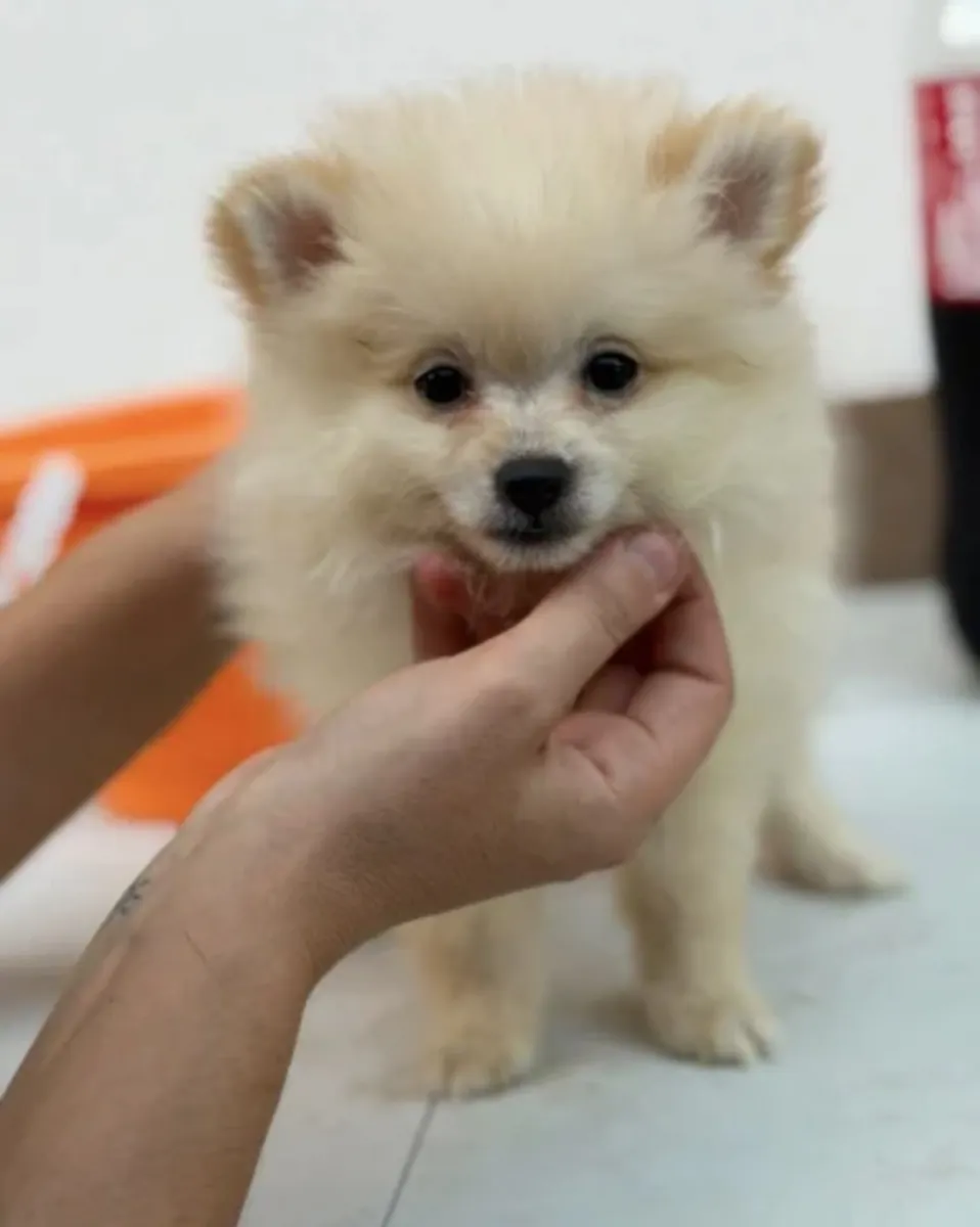 Hembra pomerania 🐻
