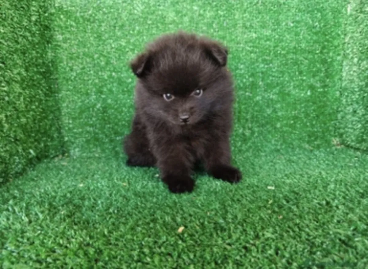 pomerania