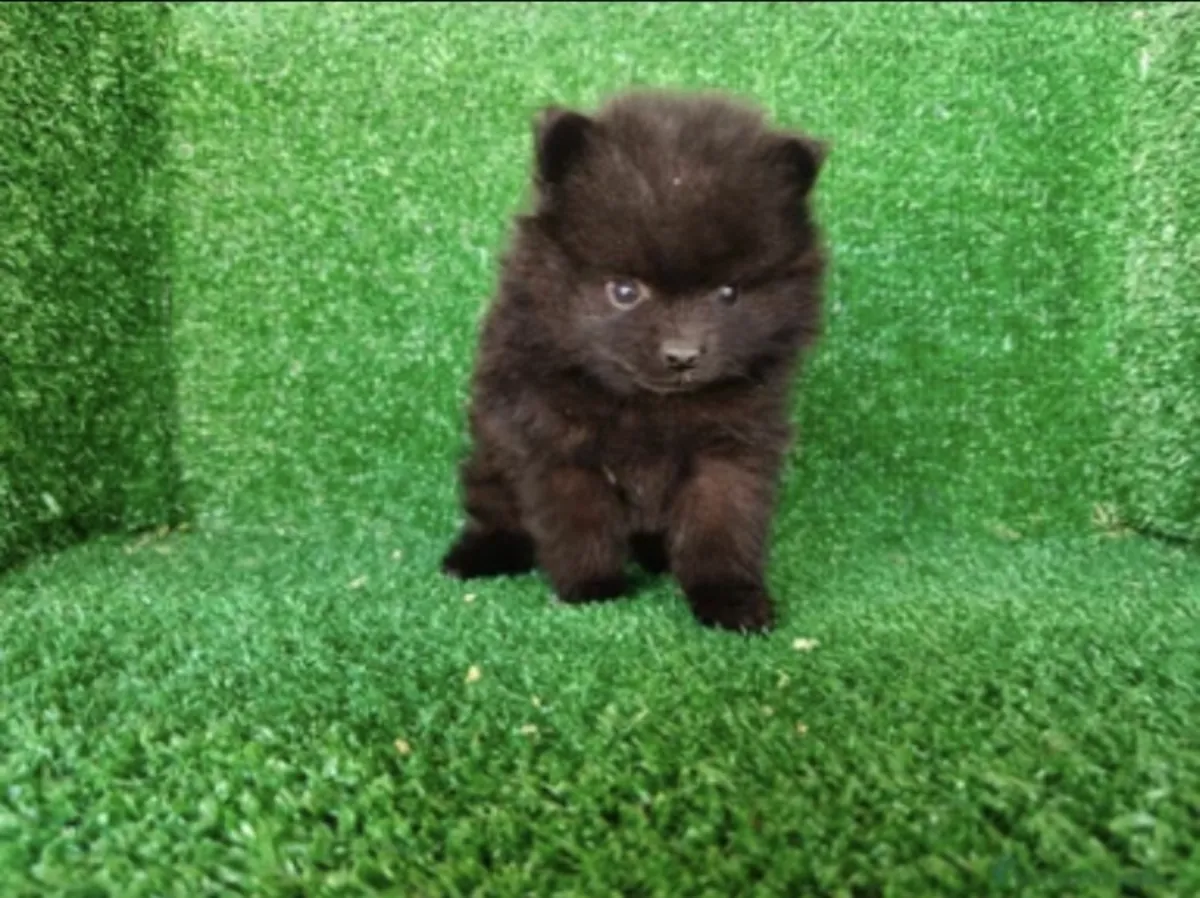 pomerania