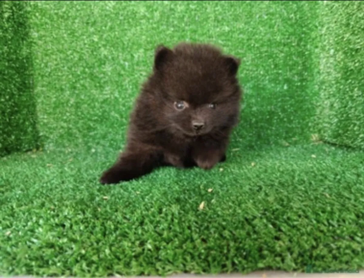 pomerania