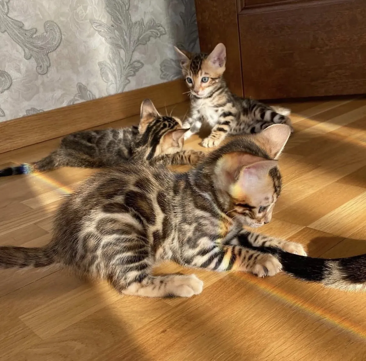 Gatitos bengalíes (machos y hembras)