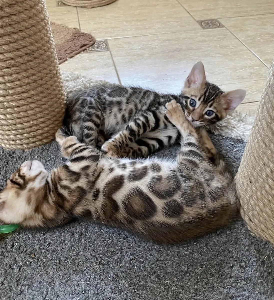 Tiger-Bengal-Kätzchen suchen ein neues Zuhause.