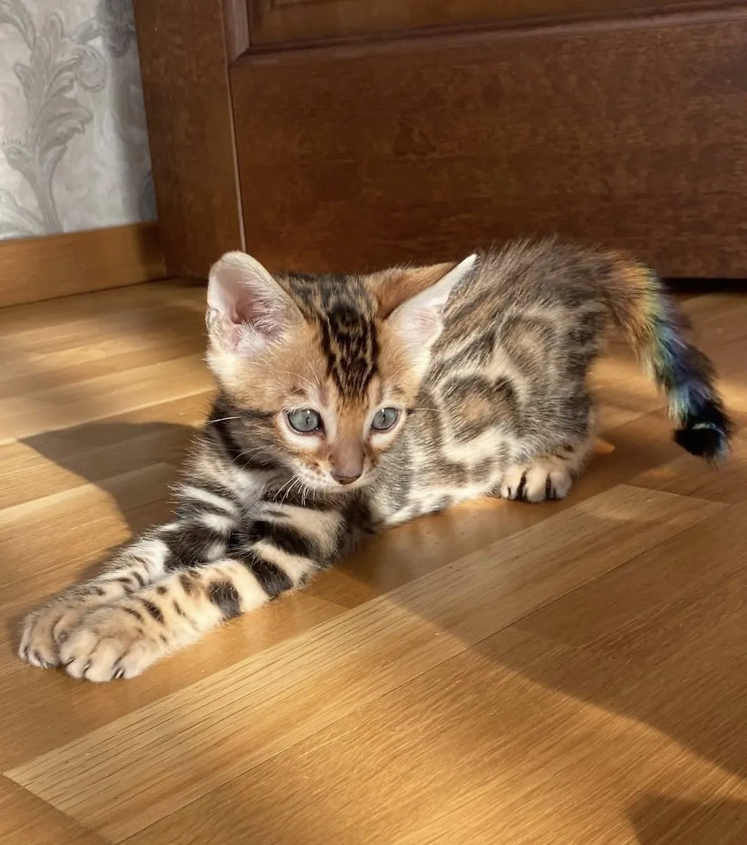 Бенгальские котята ищут новый дом.