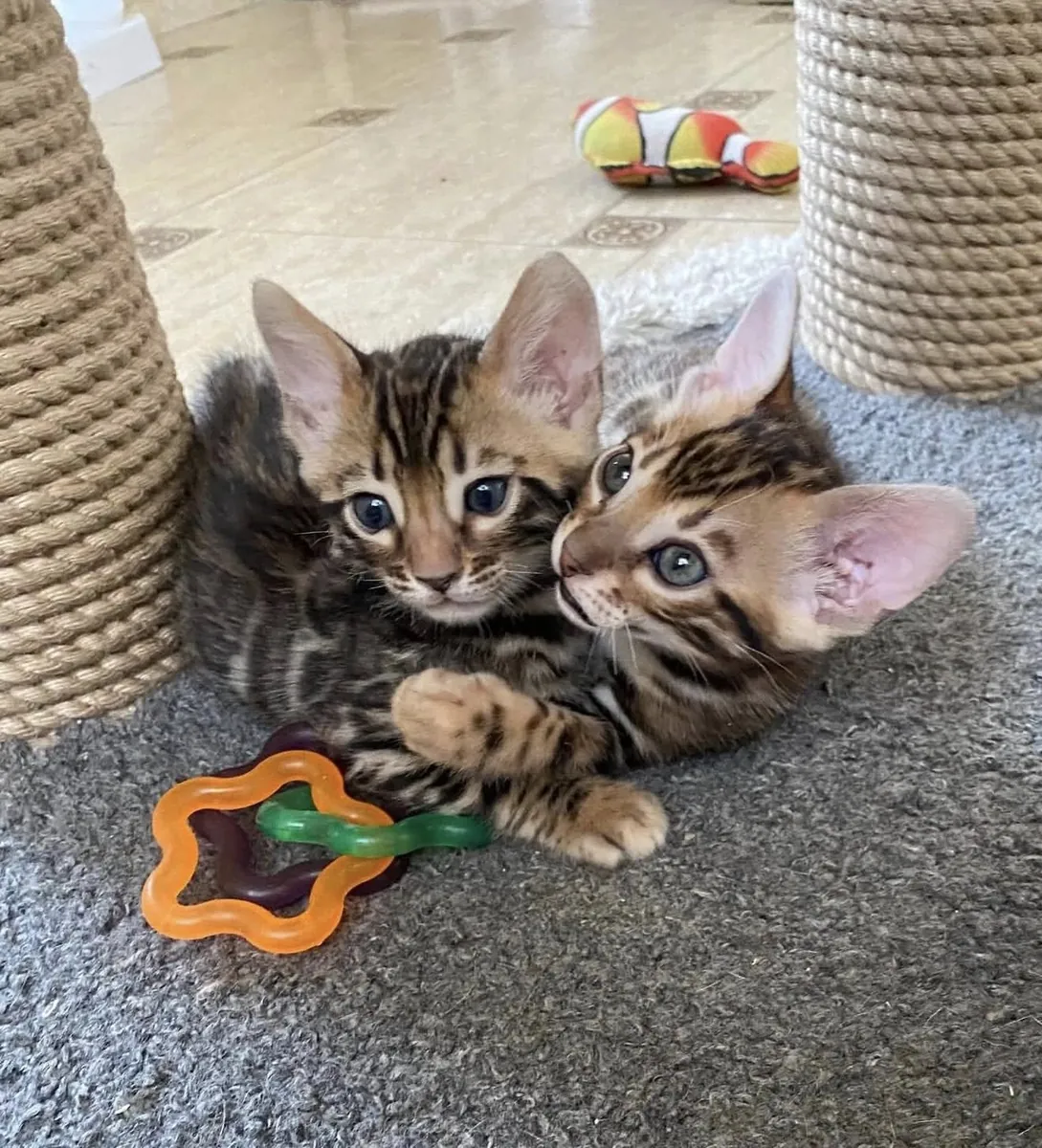 Прекрасные бенгальские котята.