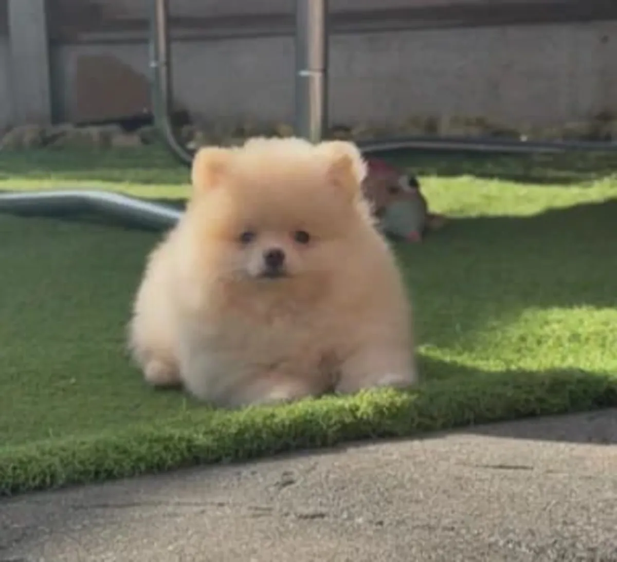 Purebred Pomeranian Puppies For Re-Homing .The is a Fee 