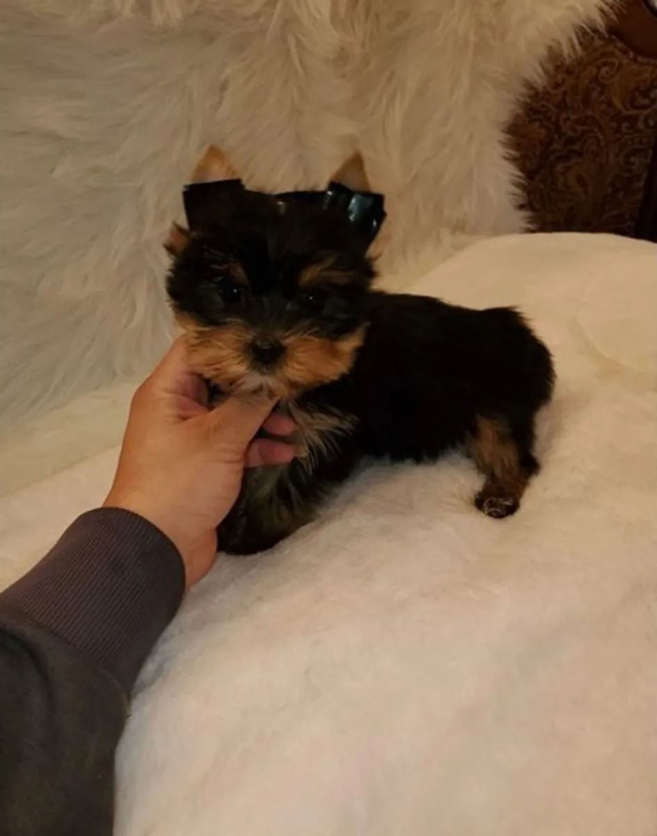 Two Yorkshire Terrier puppies Adoption For Re-homing