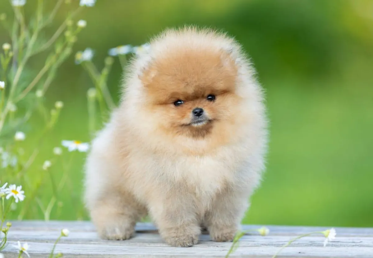Pomeranian