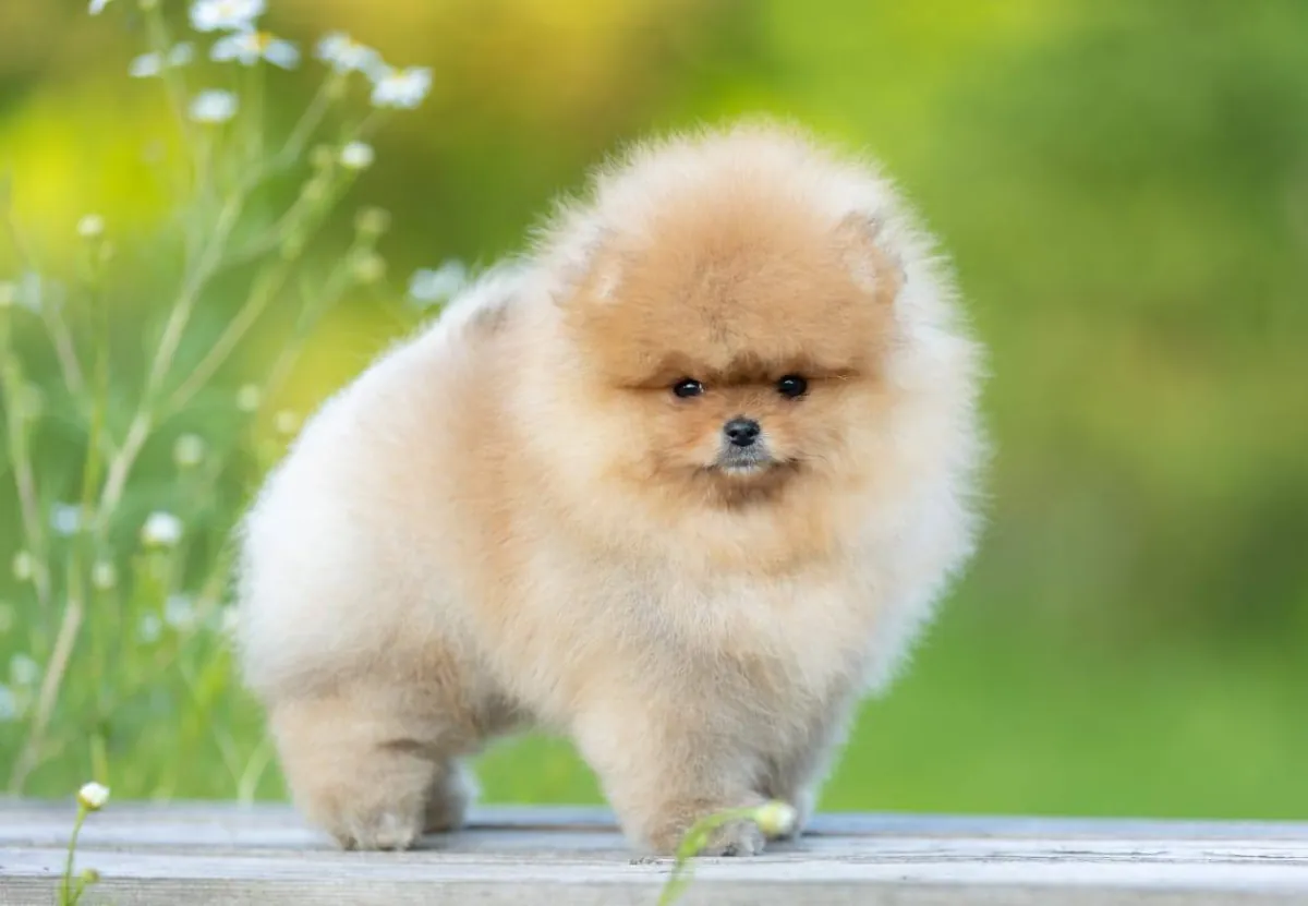 Pomeranian