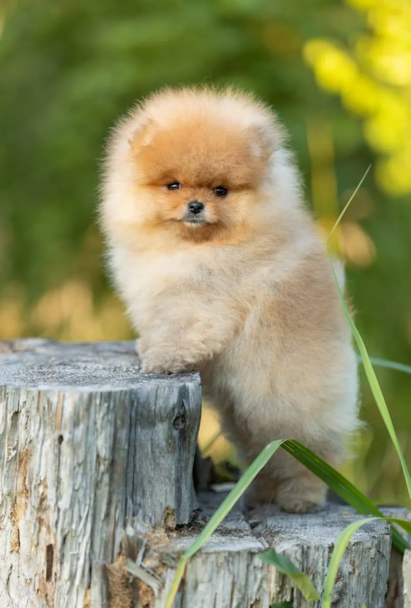 Pomeranian