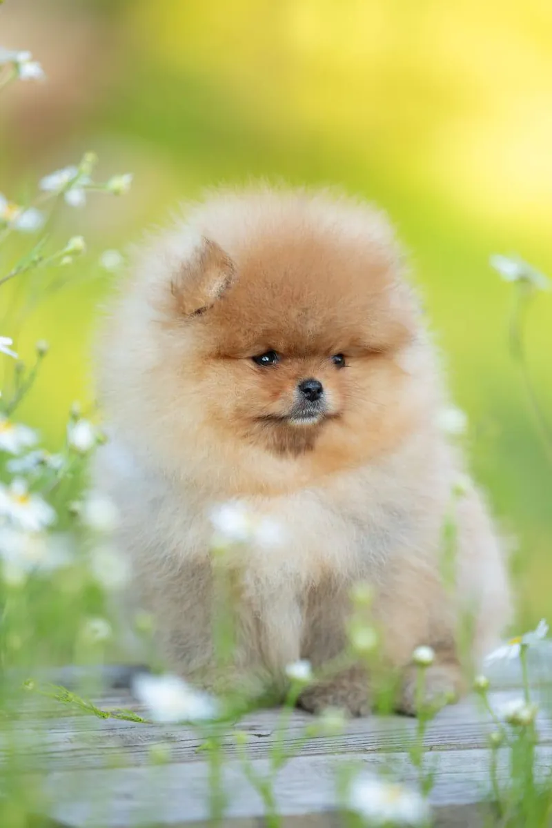 Pomeranian