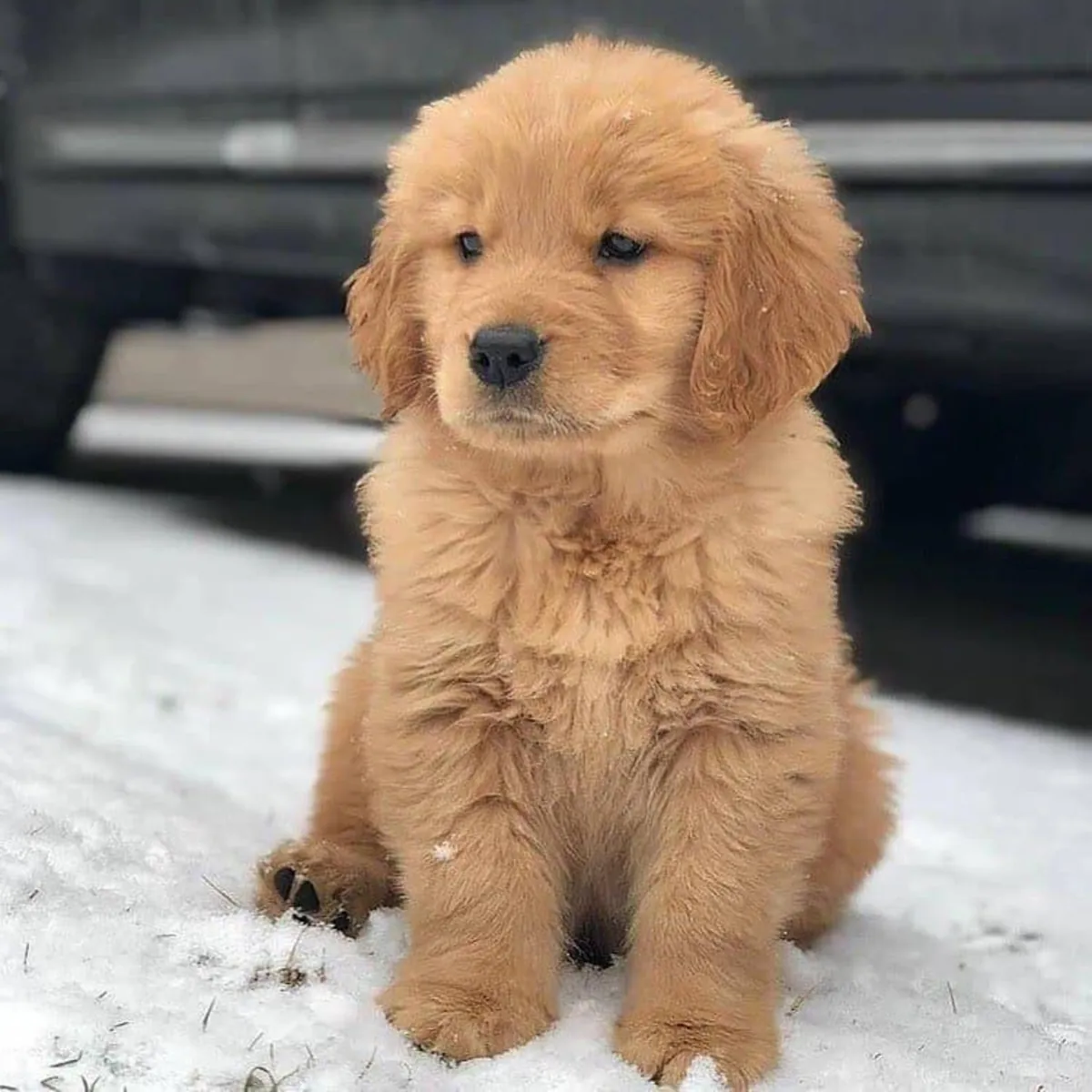 金毛寻回犬
