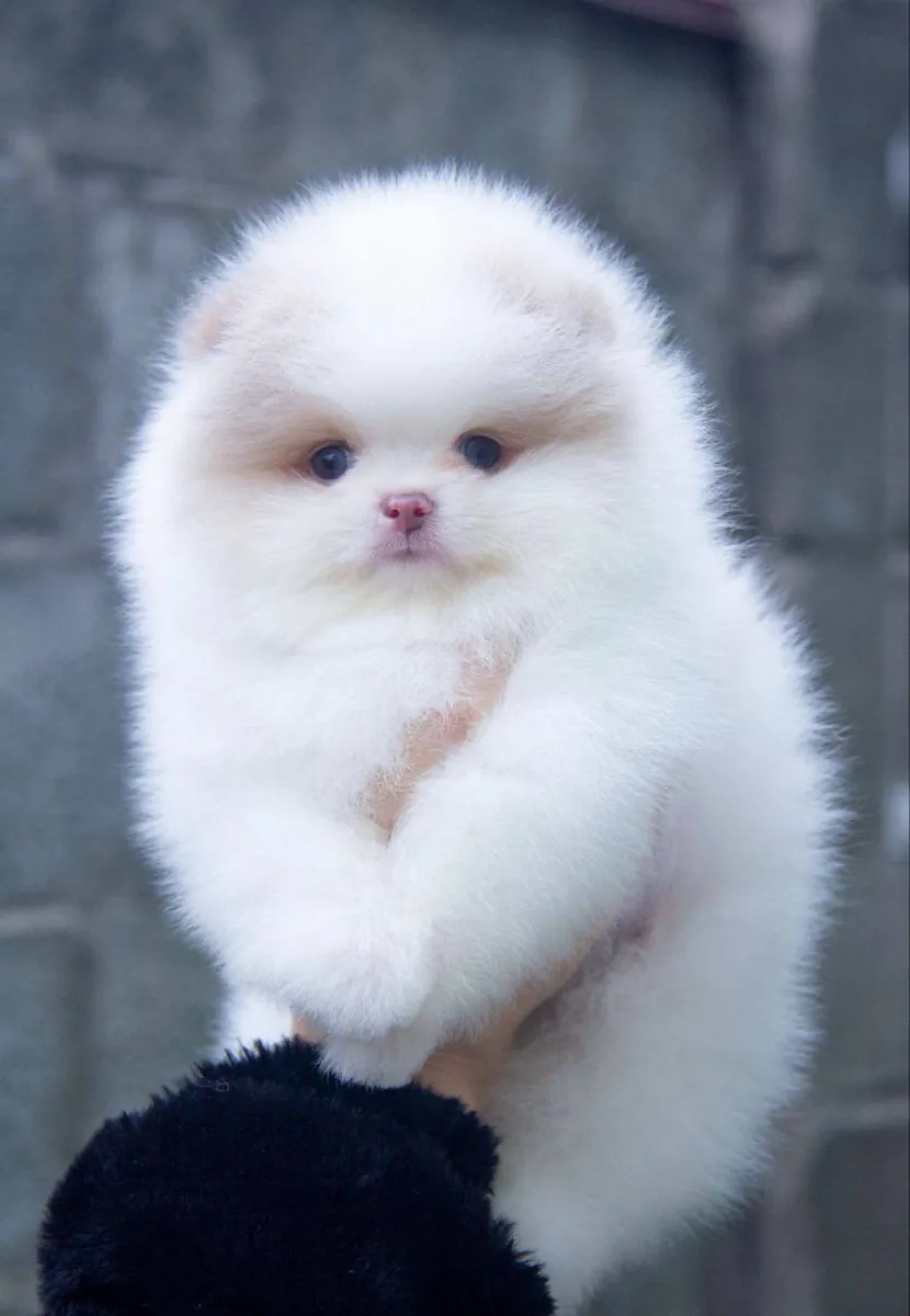 博美犬