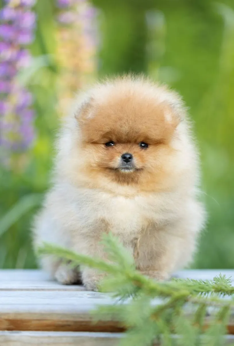 博美犬