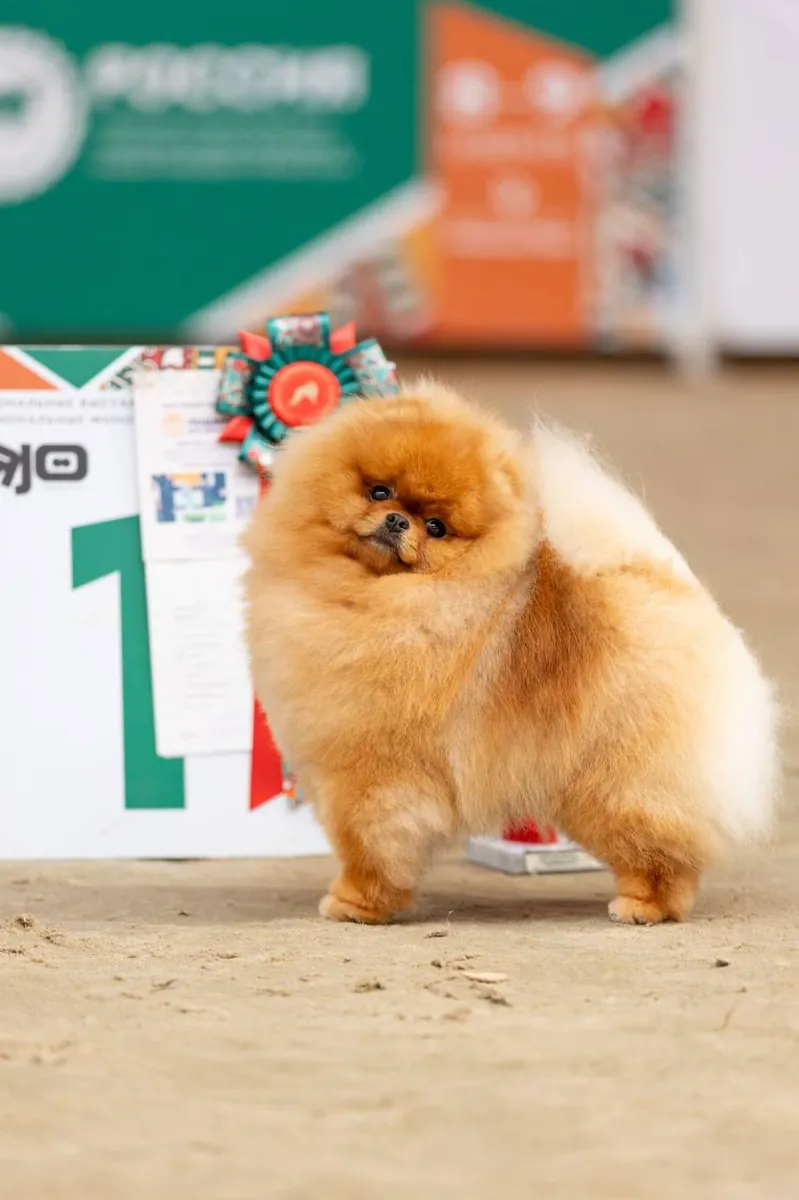 博美犬