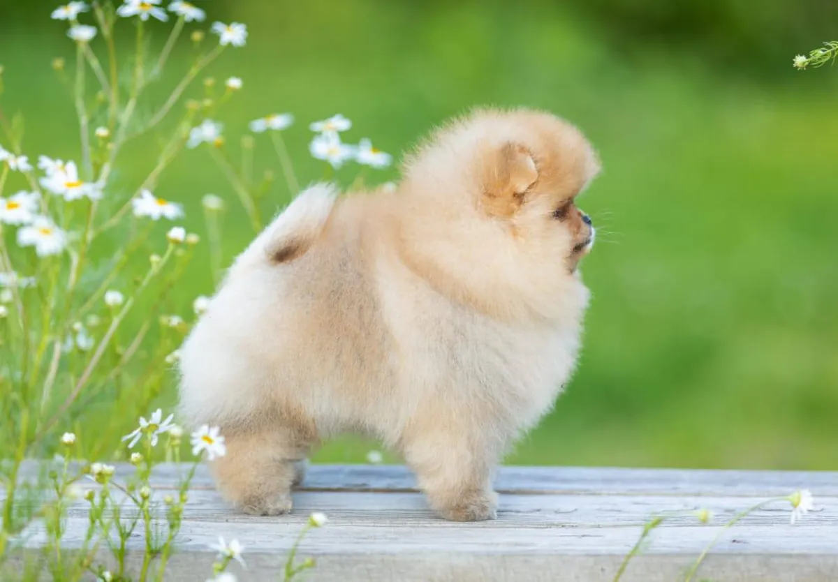 博美犬