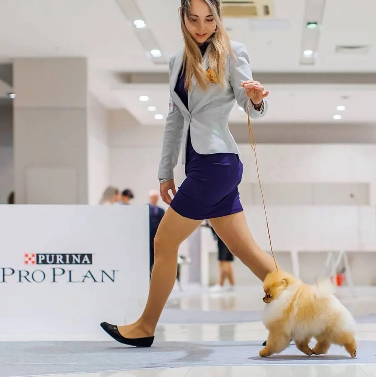 博美犬