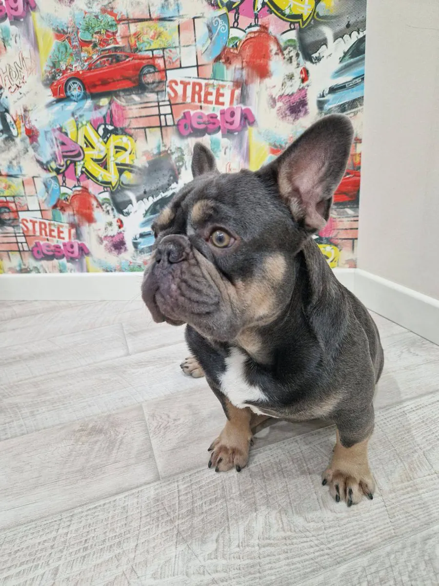 法国斗牛犬