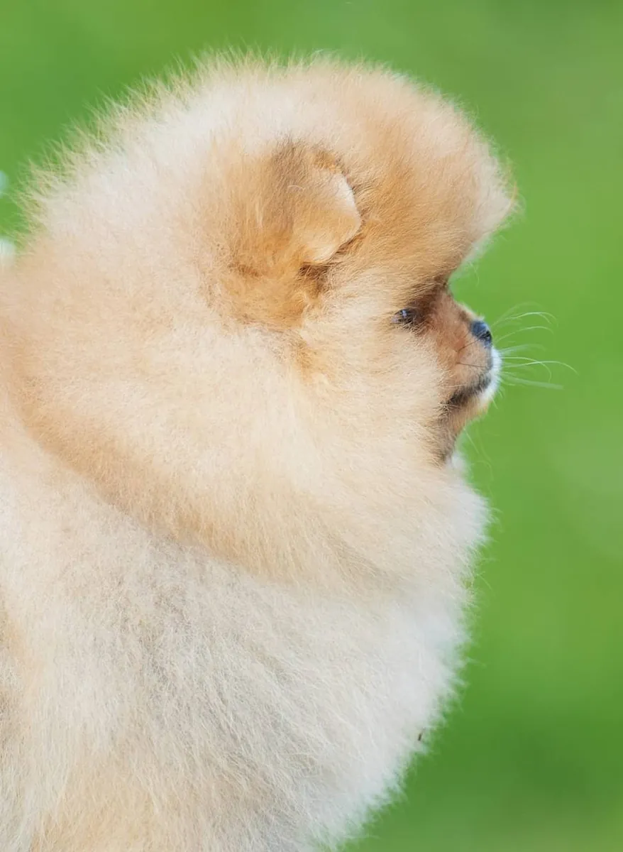 Pomeranian