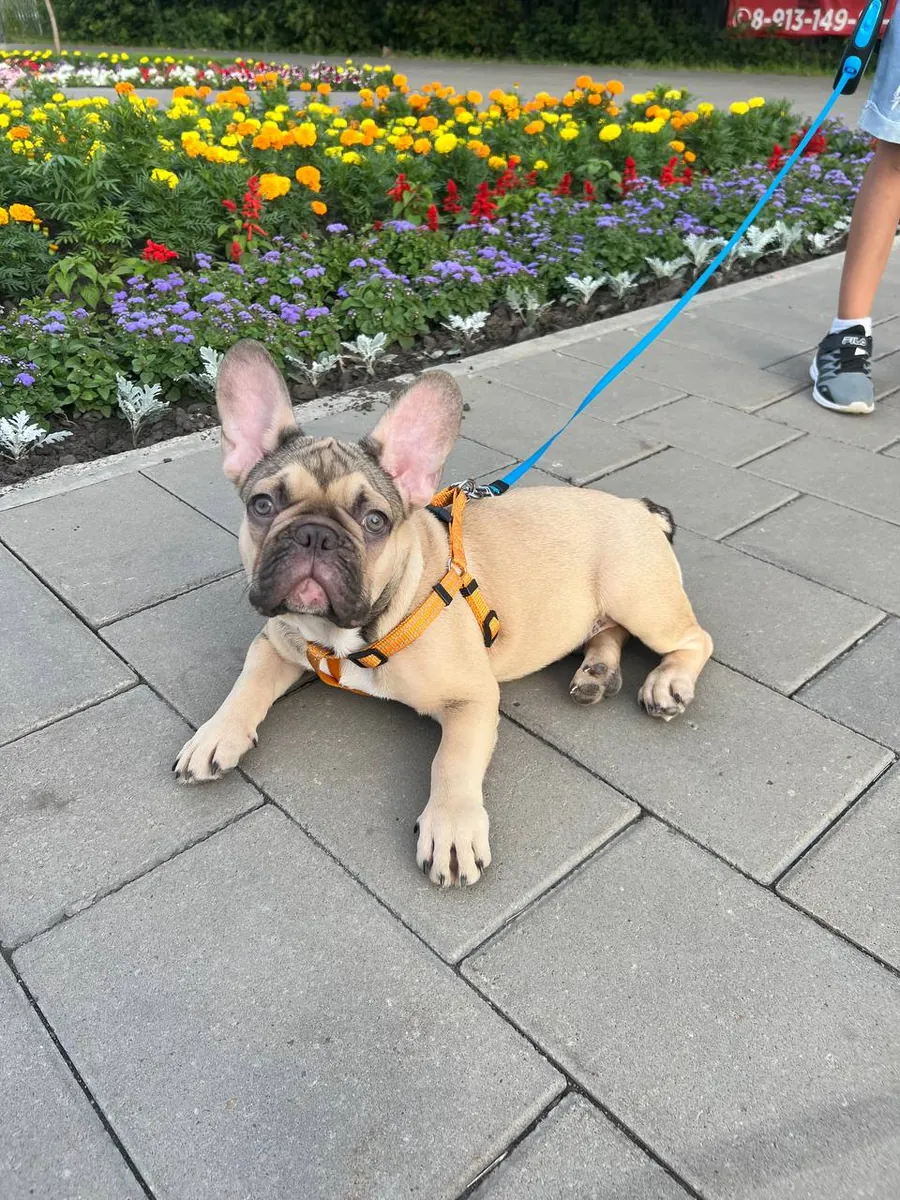 Bulldog Francés