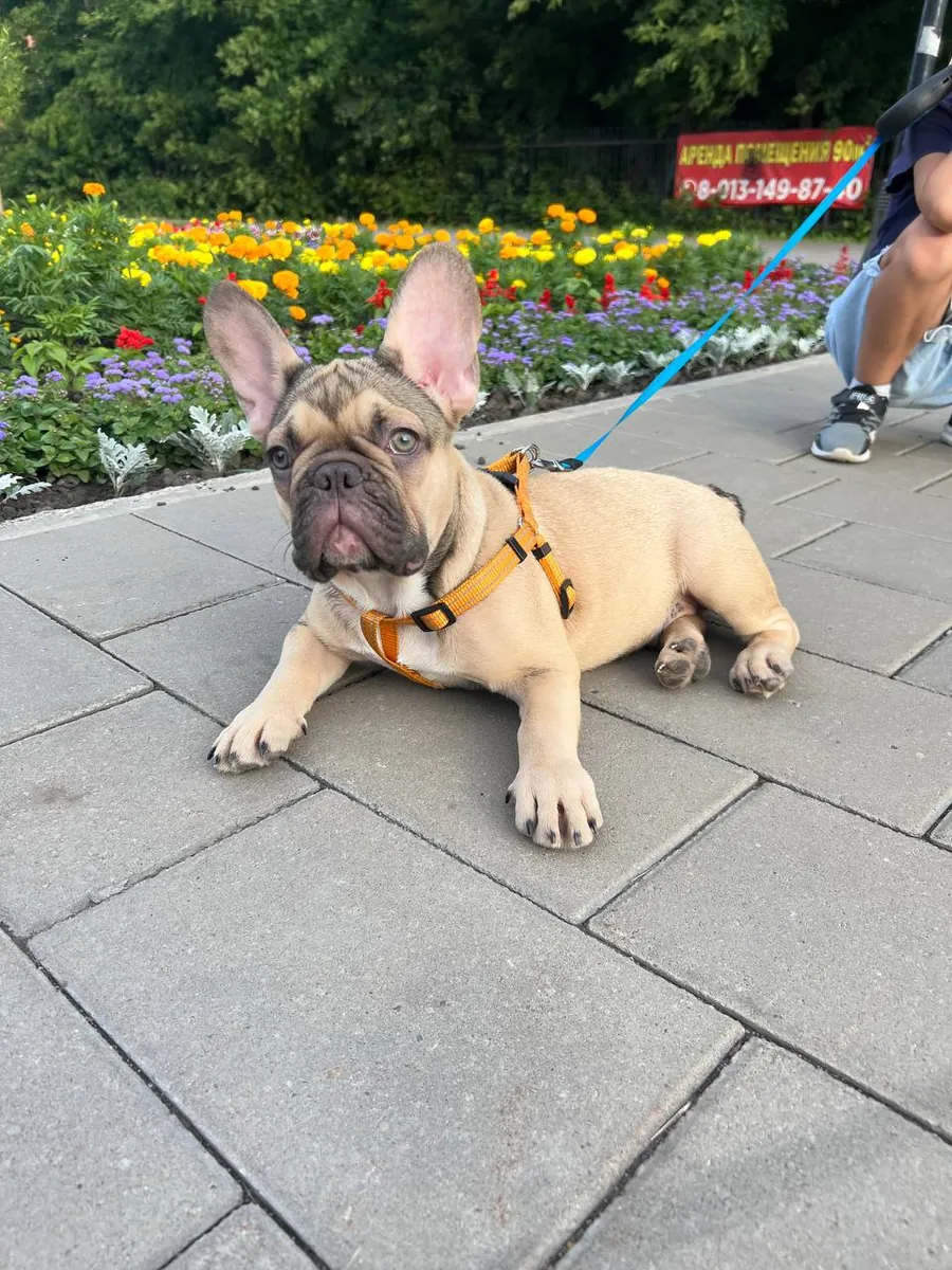 Bulldog Francés