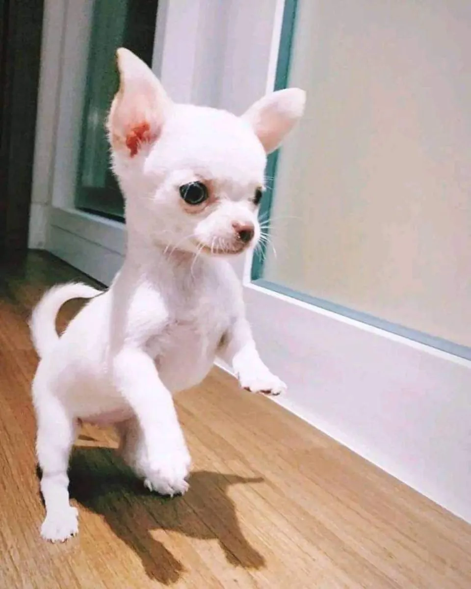 Chihuahua 