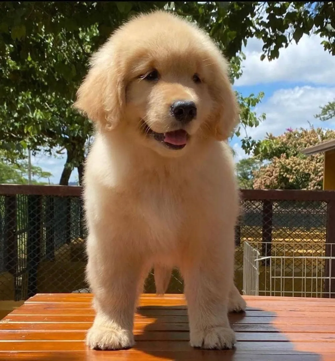 Golden Retriever