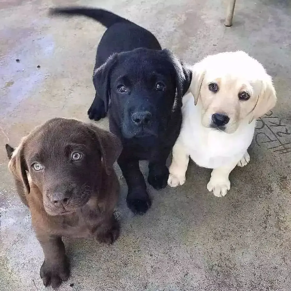 Labrador Retriever 