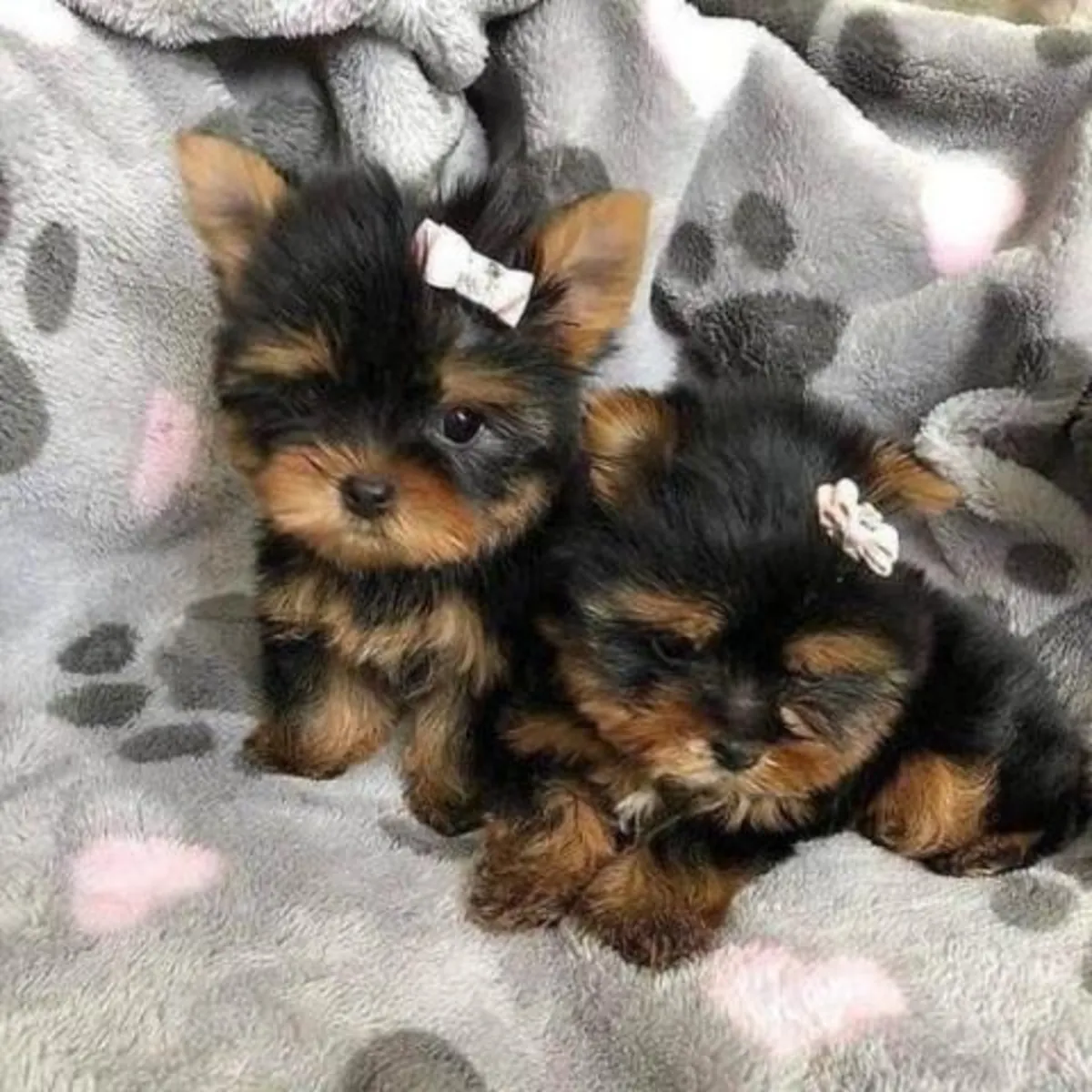 免费约克夏幼犬