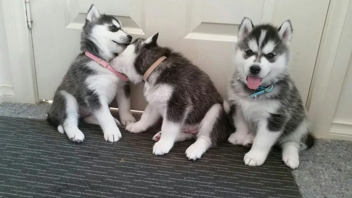 Preciosos cachorros de husky siberiano.