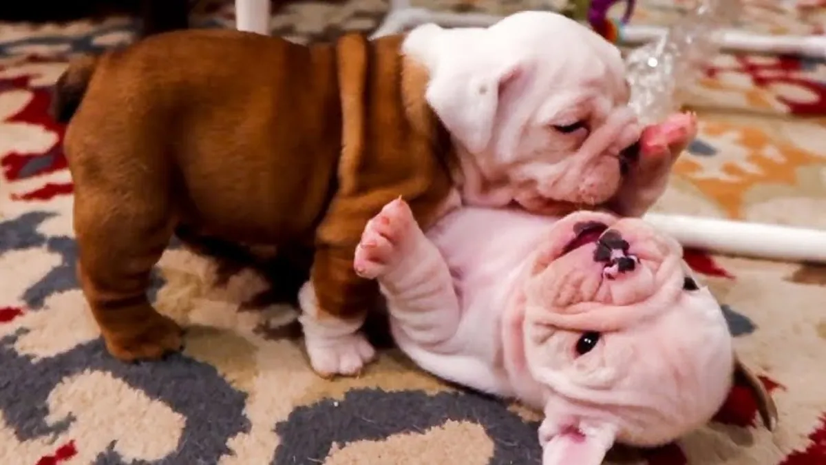 Adorables chiots Bulldog Anglais
