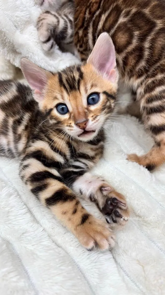 Bébés chats bengals mignons et affectueux.
