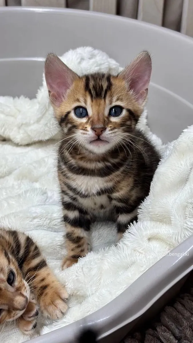 Bébés chats bengals mignons et affectueux.