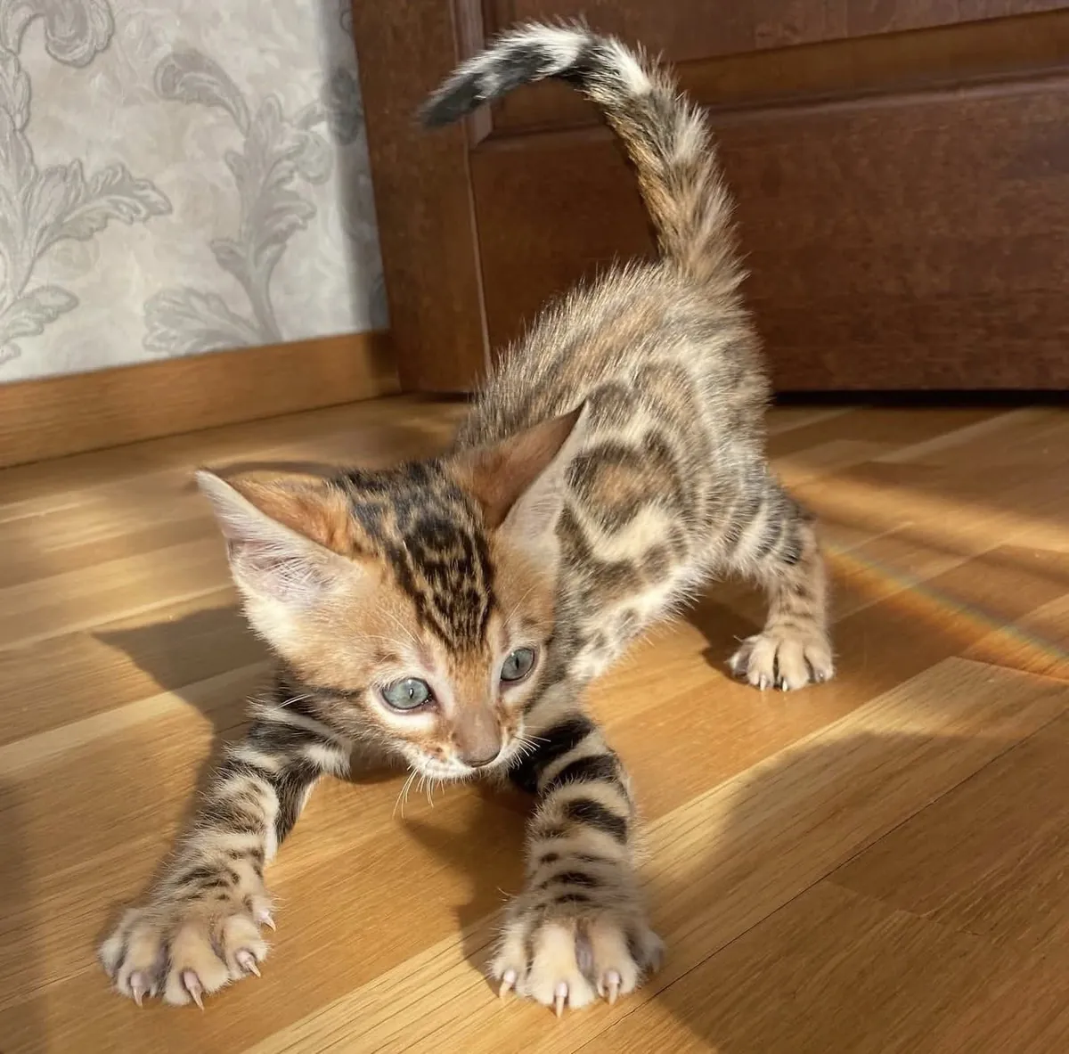 Magnifiques chatons bengals à adopter.
