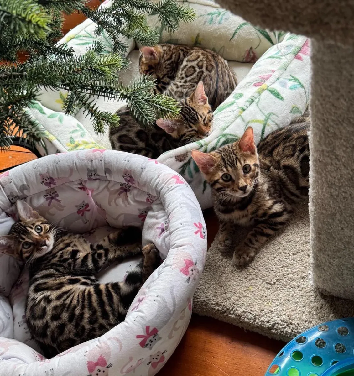 Прекрасные бенгальские котята.