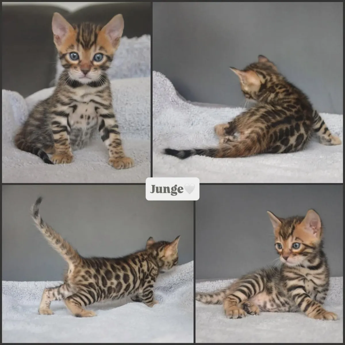 Wunderschöne Tica-Bengal-Kätzchen suchen ein neues Zuhause.