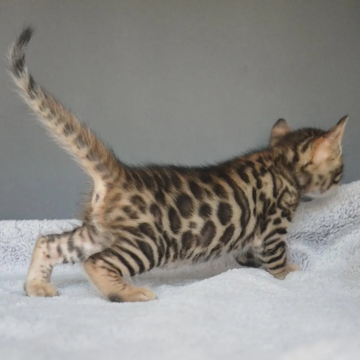 Wunderschöne Tica-Bengal-Kätzchen suchen ein neues Zuhause.