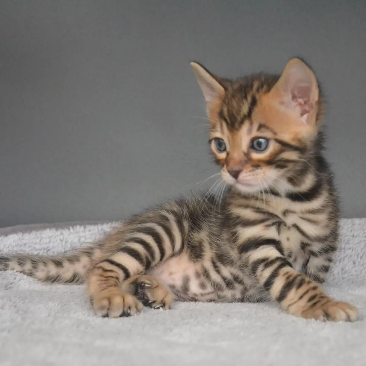 Wunderschöne Tica-Bengal-Kätzchen suchen ein neues Zuhause.
