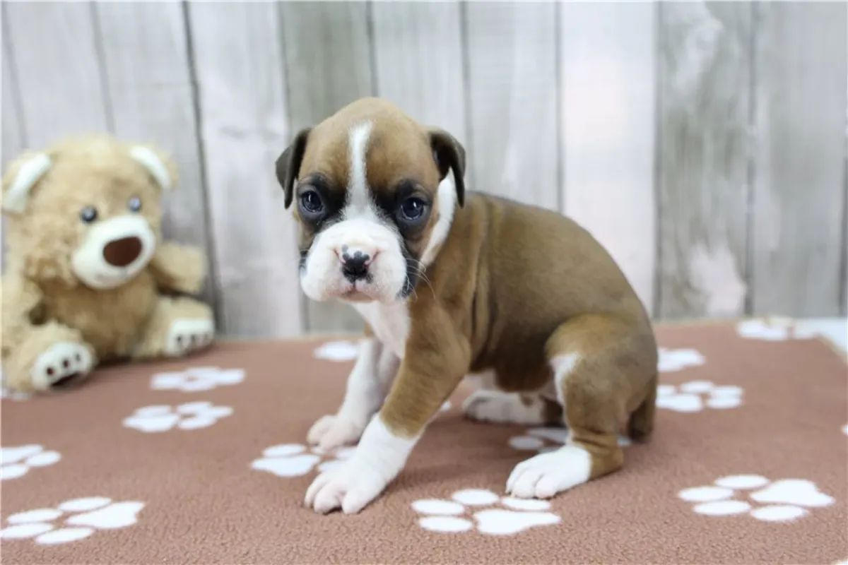 Cachorros Boxer adorables