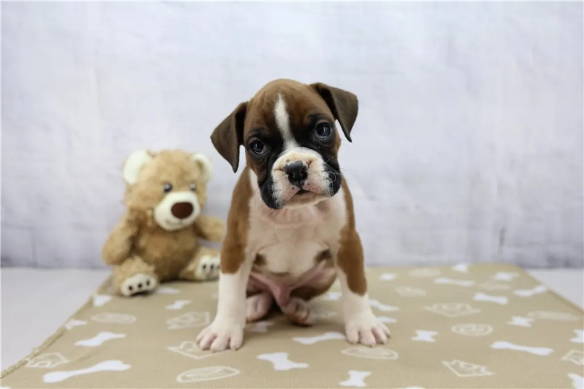 两只友好的拳师犬幼犬可供出售
