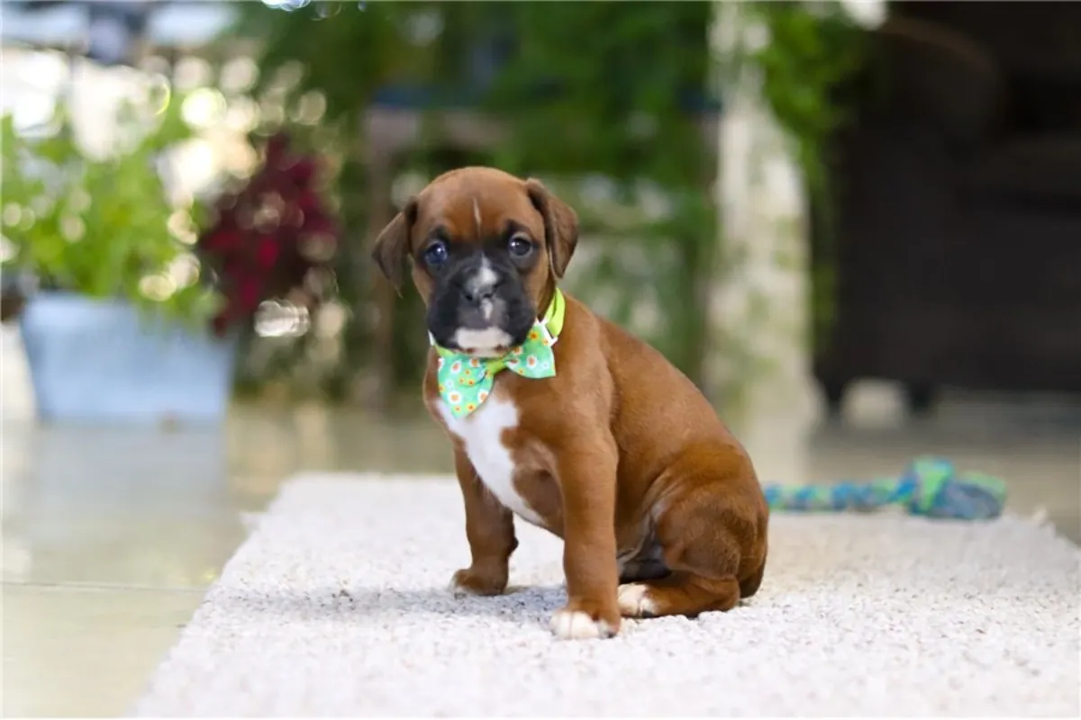 两只友好的拳师犬幼犬可供出售