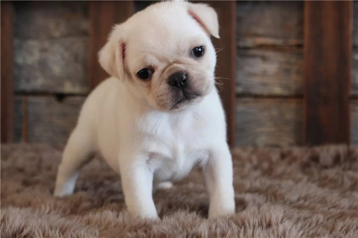 可爱的巴哥犬幼犬 - 准备好去新家了。