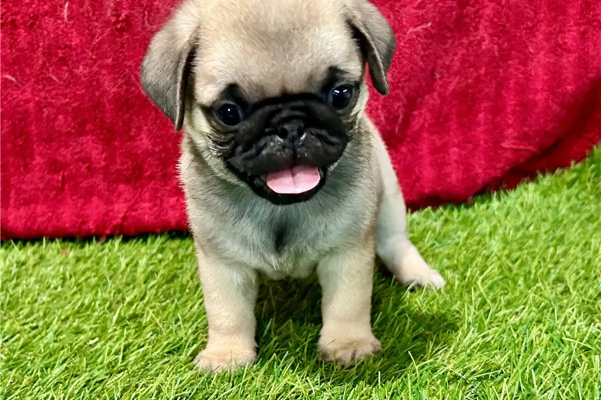 Cachorros Pug machos y hembras bien entrenados. 