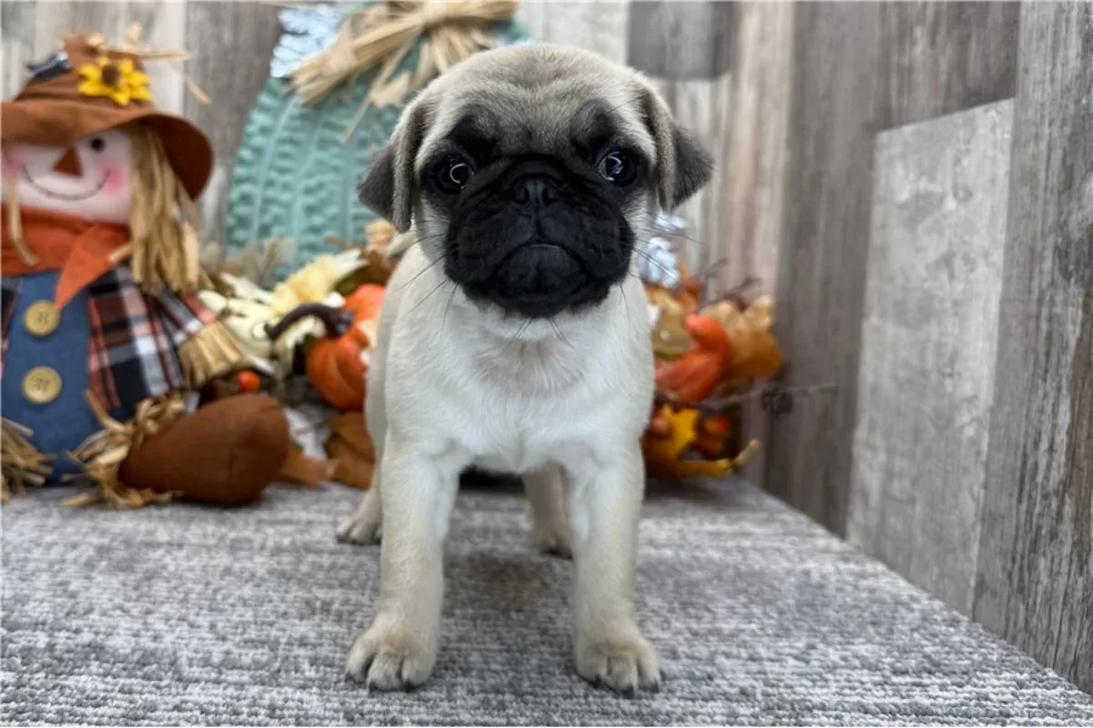 ¡¡Adorables cachorros de pug listos!!