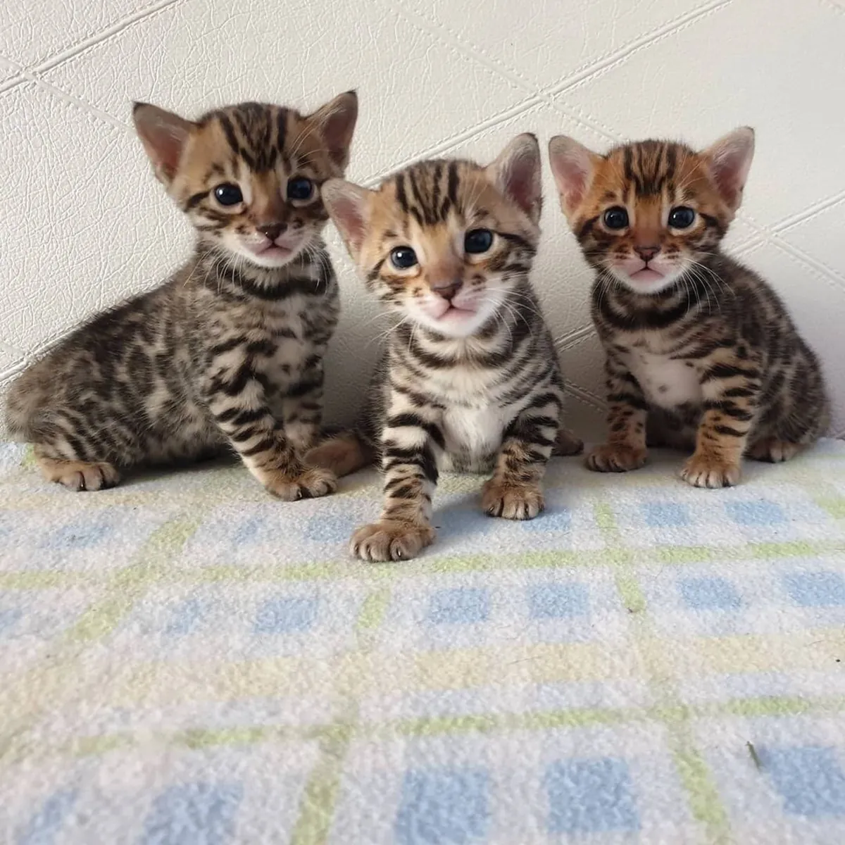 Tiger-Bengal-Kätzchen
