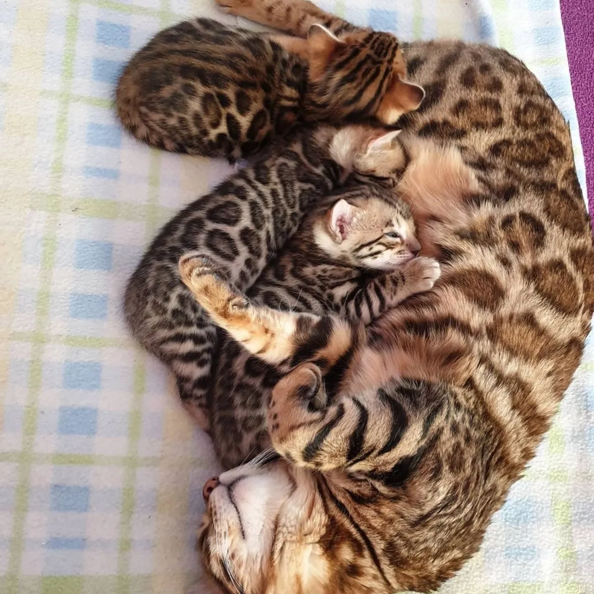 Tiger-Bengal-Kätzchen